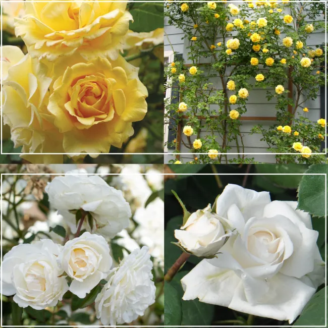 Romantic Climber Collection II>Heirloom Roses Hot