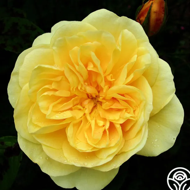 Romantic Climber Collection II>Heirloom Roses Hot