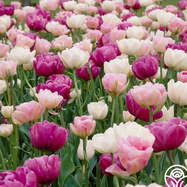Romantic Mix>Heirloom Roses Best