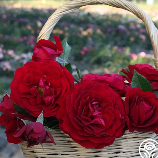 Romantic Red Bouquet Collection>Heirloom Roses New
