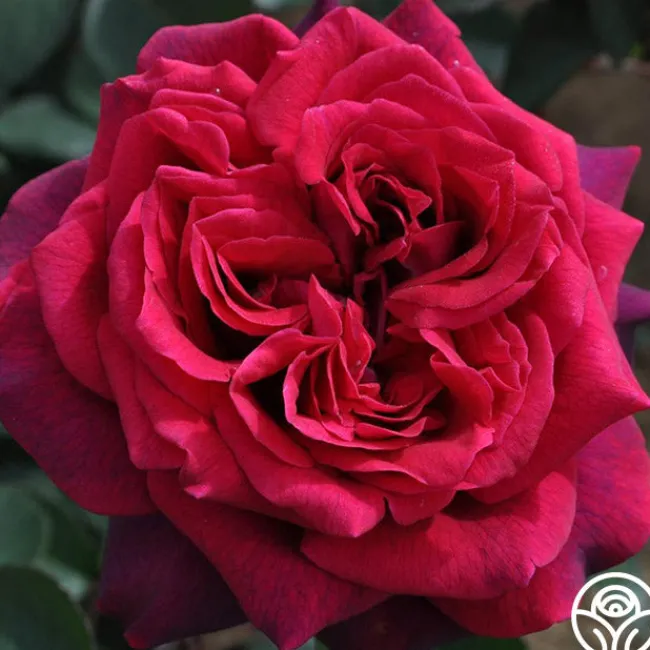 Romantic Red Bouquet Collection>Heirloom Roses New