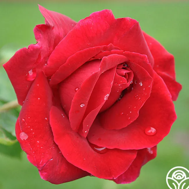 Romantic Red Bouquet Collection>Heirloom Roses New