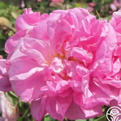 Rosa Damascena Semperflorens (Autumn Damask)>Heirloom Roses Outlet