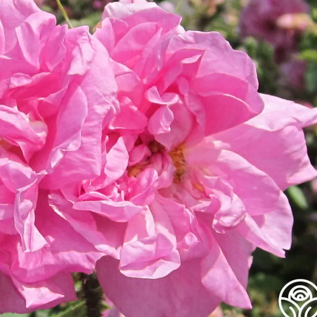 Rosa Damascena Semperflorens (Autumn Damask)>Heirloom Roses Outlet