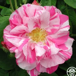 Rosa Mundi>Heirloom Roses Discount