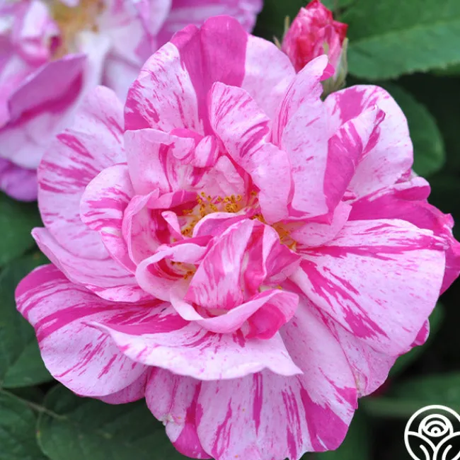 Rosa Mundi>Heirloom Roses Discount
