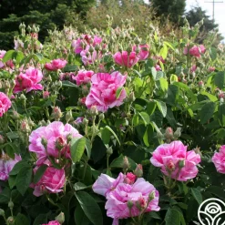 Rosa Mundi><noscript><img width=