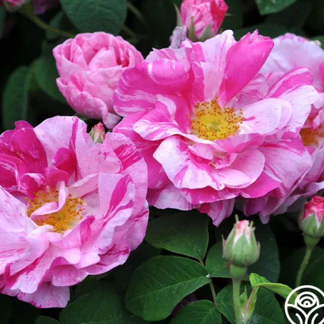 Rosa Mundi>Heirloom Roses Discount
