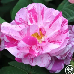 Rosa Mundi><noscript><img width=