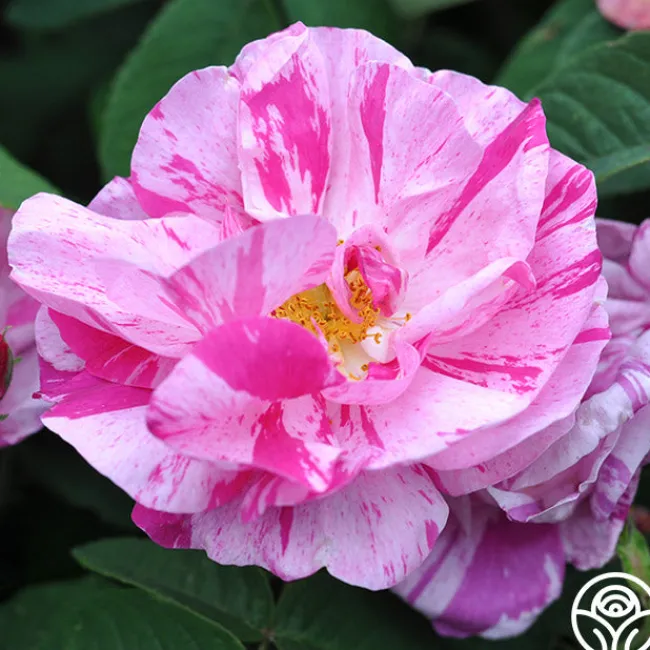 Rosa Mundi>Heirloom Roses Discount