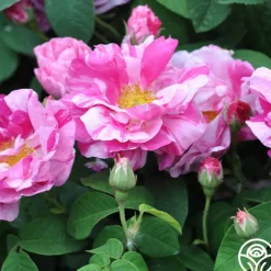 Rosa Mundi><noscript><img width=