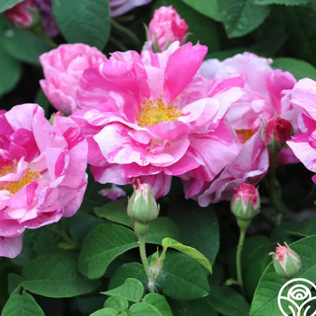 Rosa Mundi>Heirloom Roses Discount