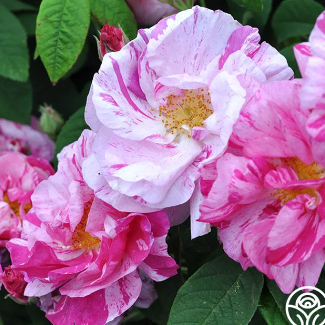Rosa Mundi>Heirloom Roses Discount