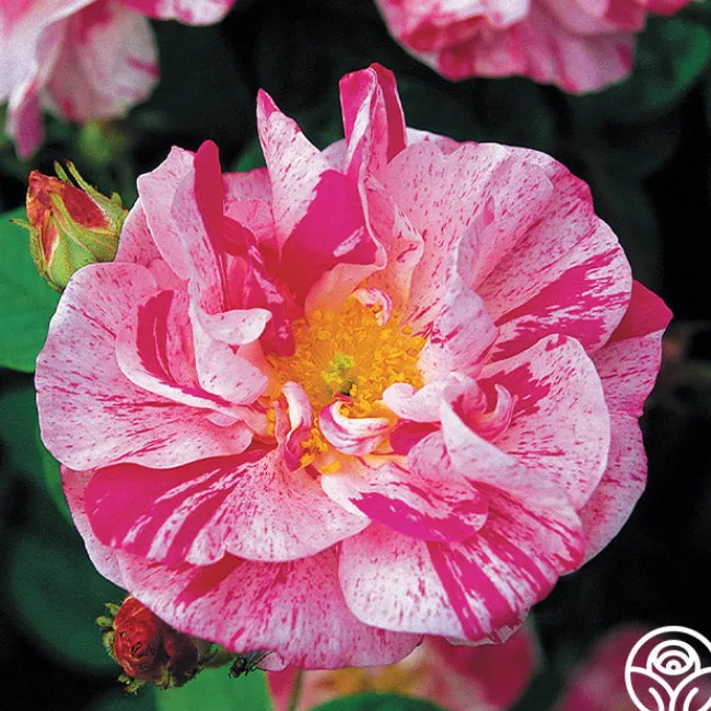Rosa Mundi>Heirloom Roses Discount