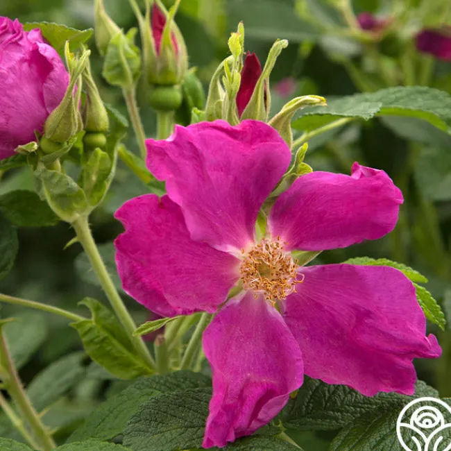 Rosa Rugosa>Heirloom Roses Best