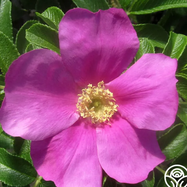 Rosa Rugosa>Heirloom Roses Best