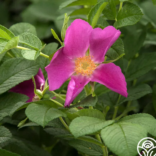 Rosa Rugosa>Heirloom Roses Best