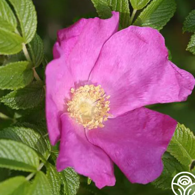 Rosa Rugosa>Heirloom Roses Best