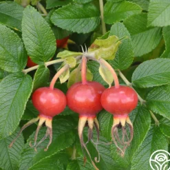 Rosa Rugosa Alba>Heirloom Roses Discount
