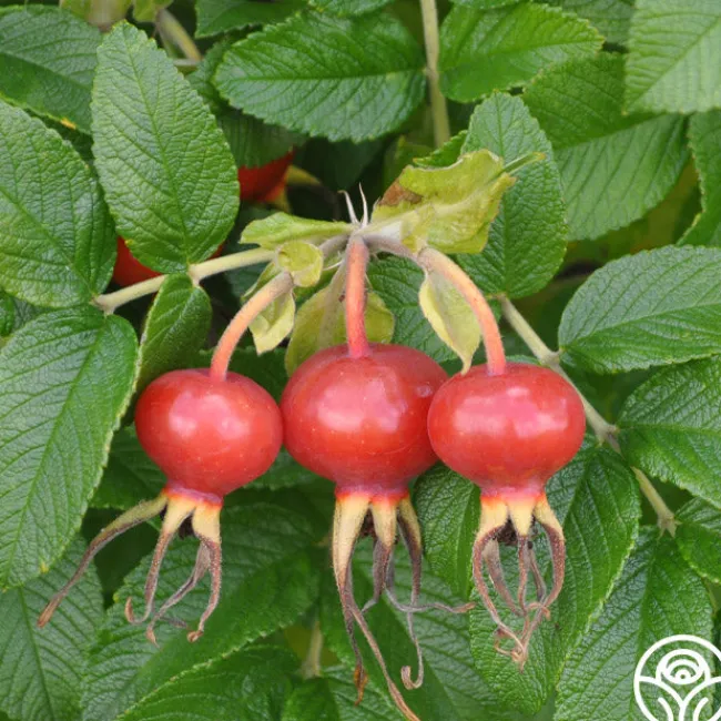 Rosa Rugosa Alba>Heirloom Roses Discount