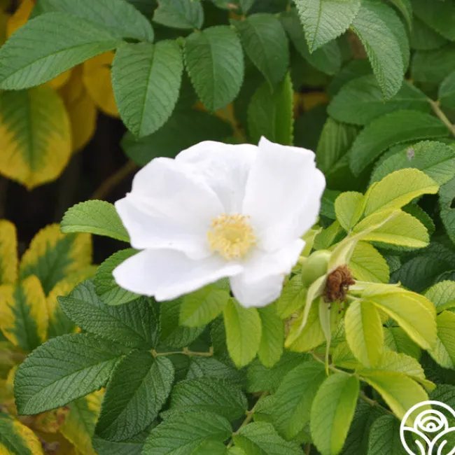 Rosa Rugosa Alba>Heirloom Roses Discount