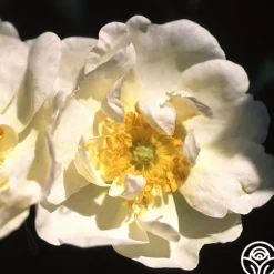 Rosa Rugosa Alba Plena>Heirloom Roses Hot