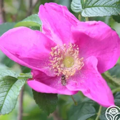 Rosa Rugosa Rubra>Heirloom Roses Sale