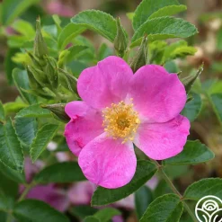 Rosalina>Heirloom Roses Clearance