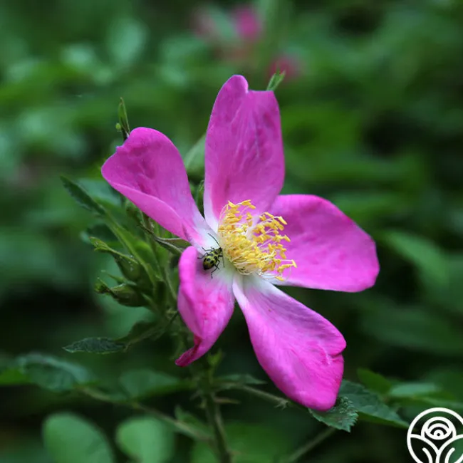 Rosalina>Heirloom Roses Clearance