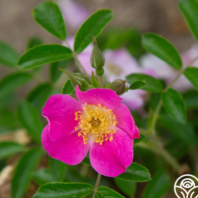 Rosalina>Heirloom Roses Clearance