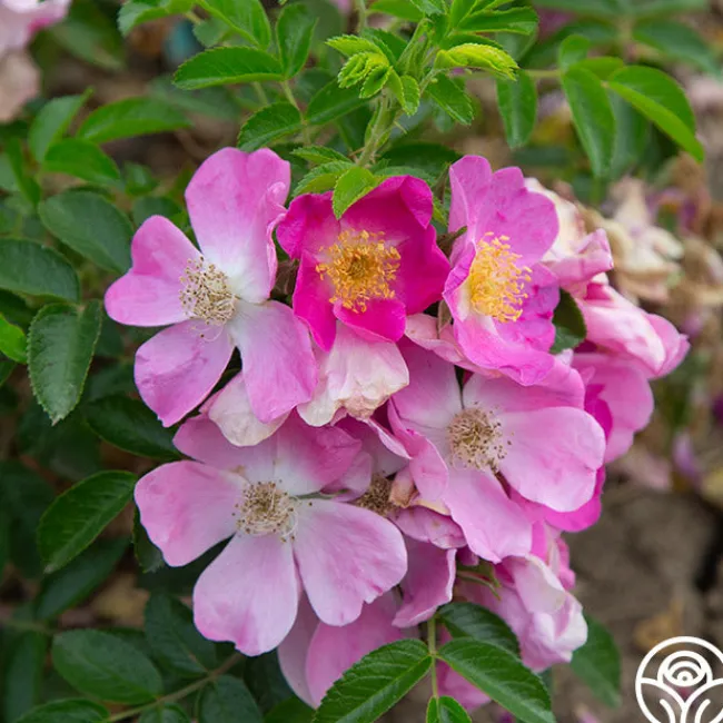 Rosalina>Heirloom Roses Clearance