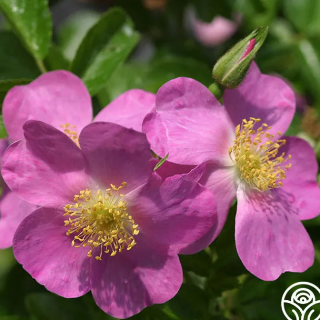 Rosalina>Heirloom Roses Clearance