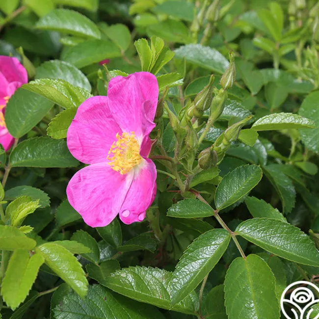 Rosalina>Heirloom Roses Clearance