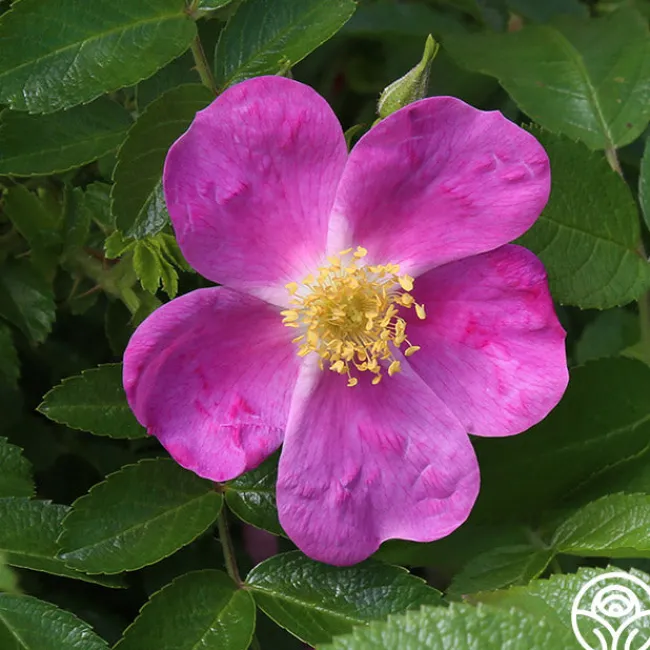 Rosalina>Heirloom Roses Clearance