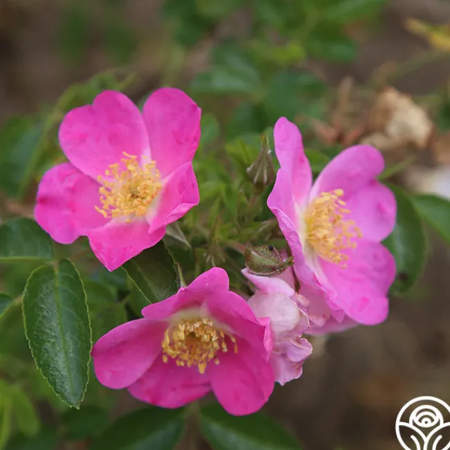 Rosalina>Heirloom Roses Clearance