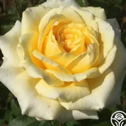 Rosanna Jacobs>Heirloom Roses Outlet