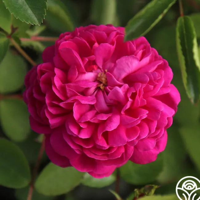 Rose de Rescht>Heirloom Roses Discount