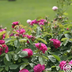 Rose de Rescht>Heirloom Roses Discount