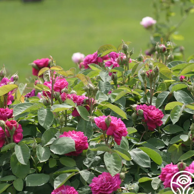 Rose de Rescht>Heirloom Roses Discount