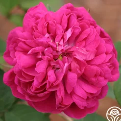 Rose de Rescht><noscript><img width=
