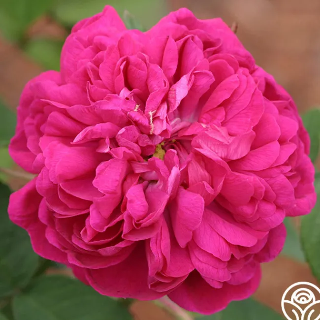 Rose de Rescht>Heirloom Roses Discount