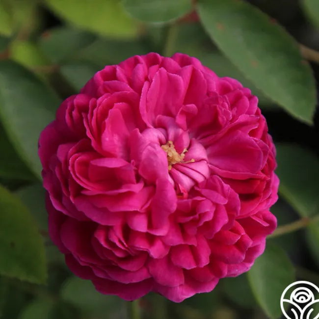 Rose de Rescht>Heirloom Roses Discount