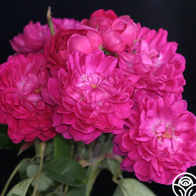Rose de Rescht>Heirloom Roses Discount