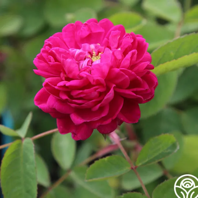 Rose de Rescht>Heirloom Roses Discount