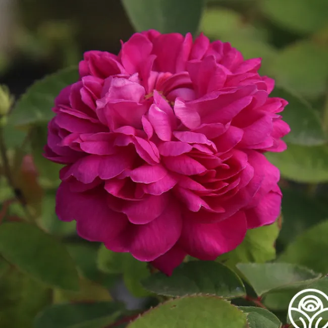 Rose de Rescht>Heirloom Roses Discount