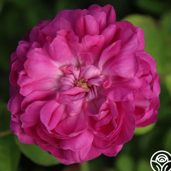 Rose de Rescht>Heirloom Roses Discount