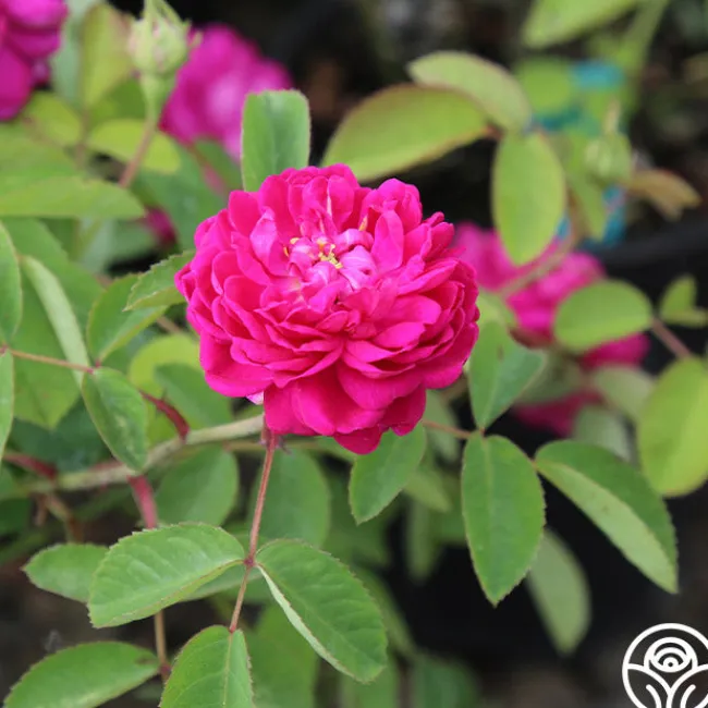 Rose de Rescht>Heirloom Roses Discount