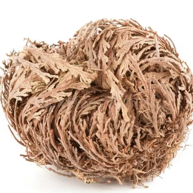 Rose of Jericho>Heirloom Roses Outlet