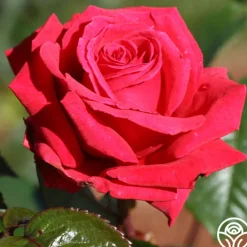Rose Rhapsody™>Heirloom Roses Discount