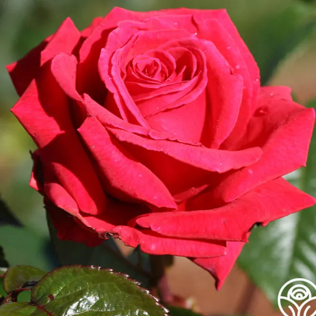 Rose Rhapsody™>Heirloom Roses Discount